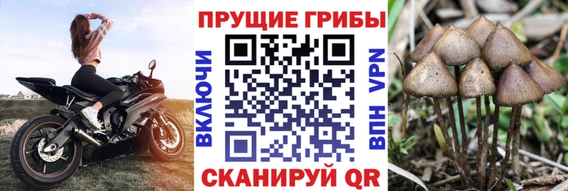 Псилоцибиновые грибы прущие грибы  цена   Кушва 